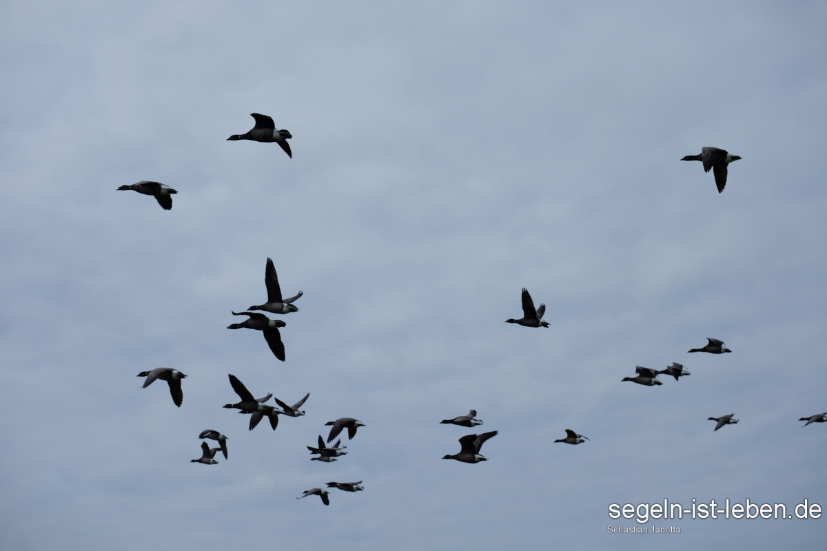Vögel Gänse am Himmel