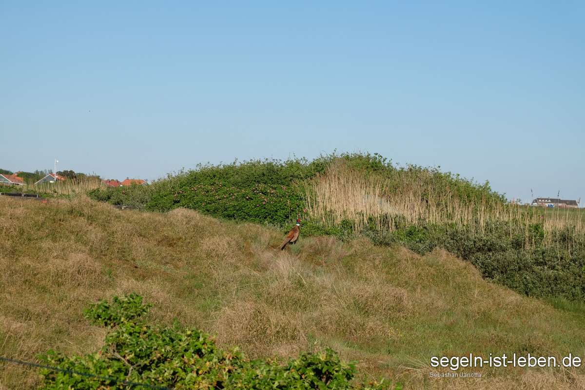 Fasan Spiekeroog